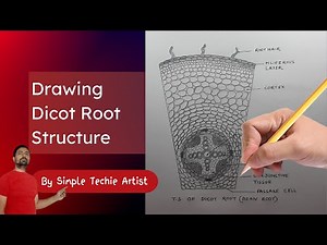 Dicot Root Drawing #biologydiagram #cbse #biology
