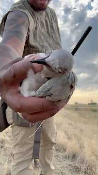 DOVE OPENER! #IDAHO 2025! WHAT AN EVENT! #doveseason #dove #huntingseason #birdhunting