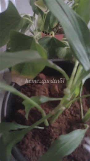 How to take care of siam tulip.... #garden #plantcare