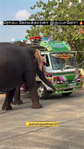 angry elephant 🐘 #elephant #anger