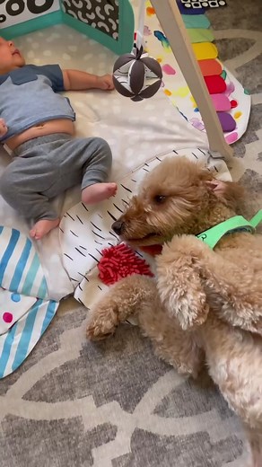 Even if it means a kick to the snoot apparently @lovevery #loveverygift #dogsandbabies