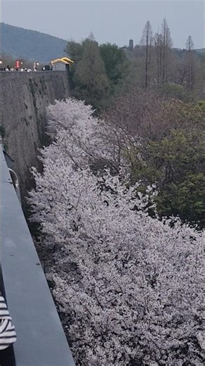 Nanjing city wall and cherryblossom. 난징성벽과 벚꽃.