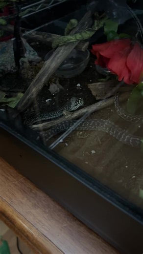 Nice hoodie Silco 🤘🏼 #fyp #reptiles #snake #python #carpetpython