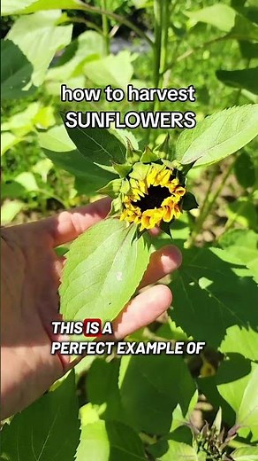 How do you know when to harvest sunflowers on a cut flower farm? #cutflowerfarm #sunflowers #flower