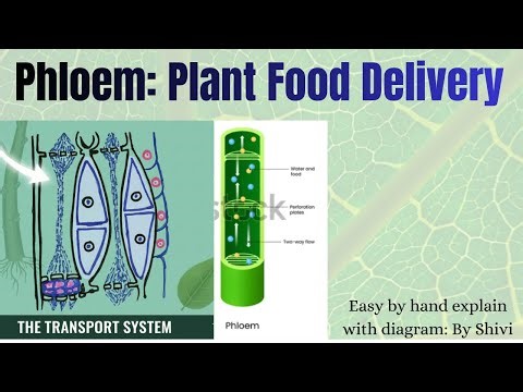 🚀🚀Diagram Of Phloem with Explanation