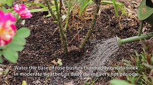 2.8K views · 65 reactions | Watch our brand new YouTube clip and learn how to keep your roses in top tip shape! #roses #rosecare #lifeisagarden | Life is a Garden | Facebook