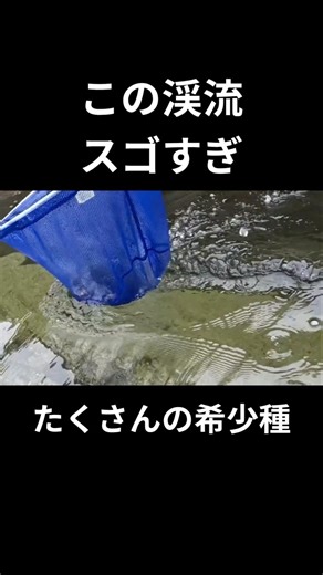This stream is amazing, with so many rare species to be seen.