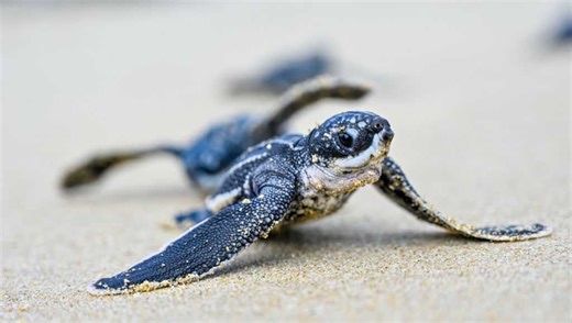 Endangered sea turtle populations show signs of recovery, survey finds