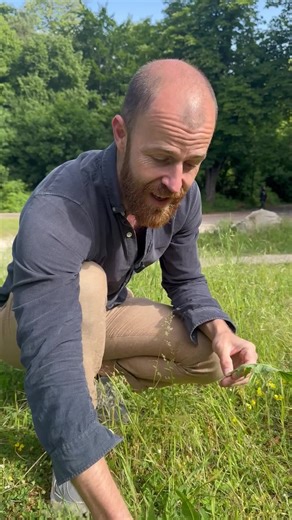 Tout savoir sur la chicorée : reconnaissance et recettes