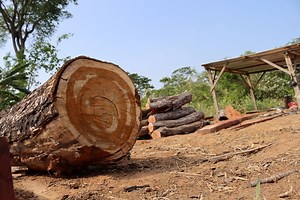 Desafíos ambientales para Bolivia en 2024: la urgente protección de los bosques y la eliminación del mercurio en la minería aurífera