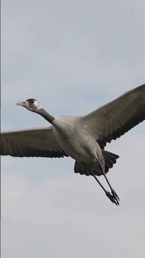 🦩 Crane Bird: The Graceful Giant of Wetlands | 30 Amazing Facts!