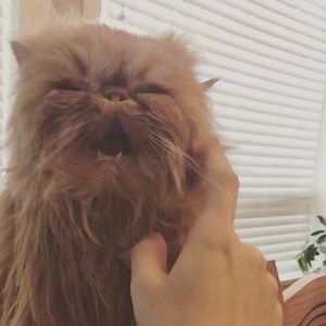 Ninja training in progress 🤔 he’s more of a lover than a fighter | Lord Wellington the Cat