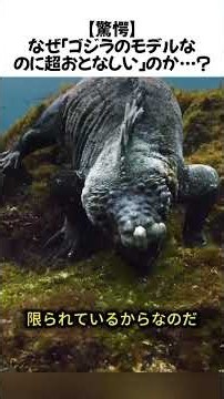 【驚愕】なぜ「ゴジラのモデルなのに超おとなしい」のか…？#ウミイグアナ #イグアナ #爬虫類 #動物 #雑学 #ずんだもん #YouTubeShorts #shorts