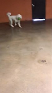 Little bit of Barkley play time! | Bark Lodge