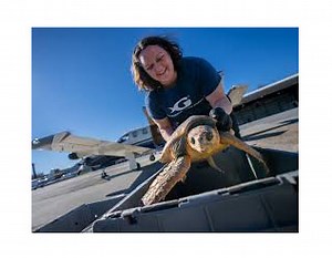 Georgia Aquarium: Loggerhead Sea Turtles Return Home After Rehabilitation Journey - AllOnGeorgia