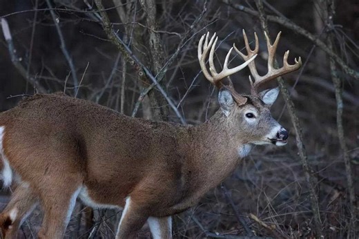 Regional Rut Update: Expert Rut Reports as the Thanksgiving Week Approaches - Game & Fish