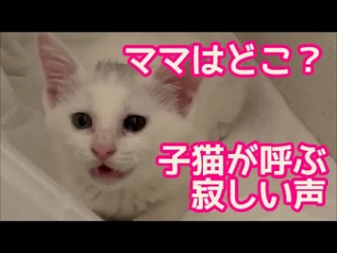 【子猫保護】母猫を呼ぶ寂しい声・里親さんが現れた！③