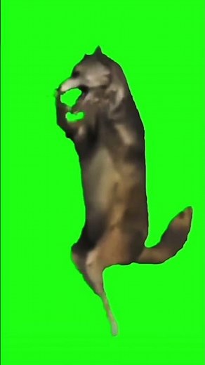 wolf dancin meme in 1 hour