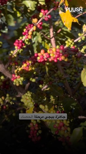 From Bean to Cup | full Journey