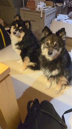 Yritettiin hienovaraisesti vihjata, että eikös nyt ole Herkuntai. Ei se Emäntä vielä tajunnut, täytyy yrittää myöhemmin uudestaan! 🐾 | Hailuodon Muru