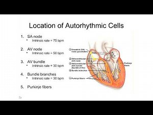 Intrinsic Conduction System/ECG