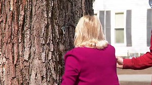 Gov. Mills taps Blaine House maple tree to celebrate start of maple sugaring season