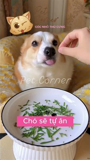 Series những đồ chó mèo thích ăn: Cỏ mèo tự trồng cho thú cưng - Pet Corner