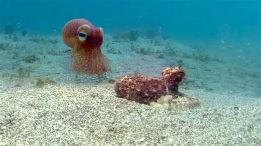 Octopus Mimics a Robotic Spy Octopus