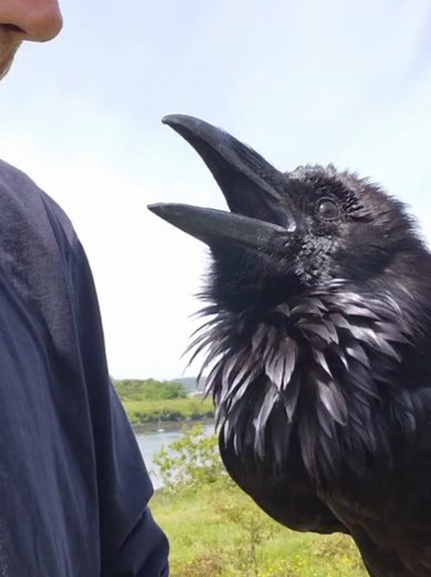 Ragnar raven tickle tickle — Raven interaction video