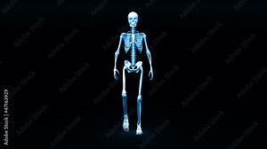 Skeleton appears and becomes fully formed human