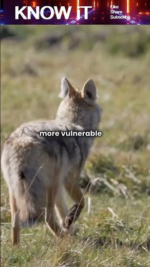 Why do some Species become Endangered?