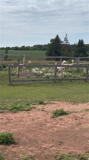 Alpacas, Ice Queen & Lil'ee have a bit of a duel on the farm. Silly girls! #pei #greengablealpacas | Green Gable Alpacas
