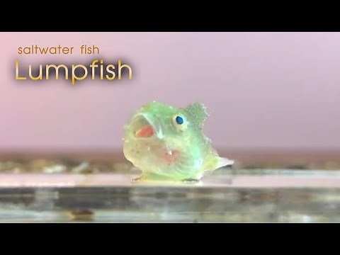 Cyclopterus lumpus | Lumpsucker | Lumpfish