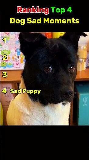 Ranking Sad Dog Moments Compilation 😢 Heartbreaking & Emotional Dog Videos