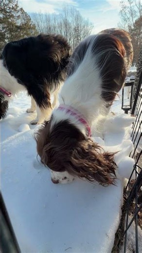 I Made My Dogs A Snowball Library