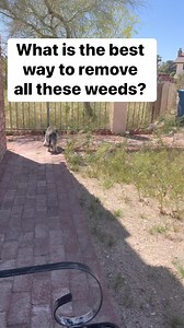 What is the best way to remove all these weeds? | Alexia Anders