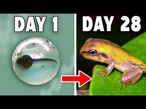 The Most Mysterious Transformation in The Animal Kingdom!