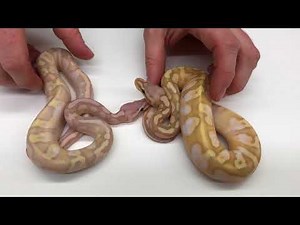 2017 Ball Pythons #13 Super Bananas, and Bamboo Combos ending the year on a high note!