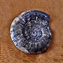 Rasenia - Alchetron, The Free Social Encyclopedia