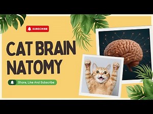 Cat Brain Anatomy