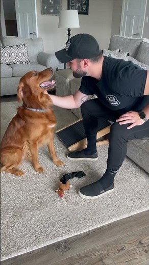 Teach Your Dog 'Drop It' In Under 60 Seconds