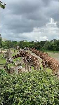 Zoo Leipzig gehört zu den modernsten und spannendsten Zoos Europas 🐘🌿 Hier kann man Tiere aus