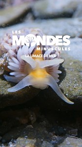 Une limace de mer délicate, aux allures de hérisson aquatique. Cette étrange créature arpente les fonds marins et évolue parmi les tableaux colorés de l’estran, entre roche, coquillages et algues. 🐞Mondes Minuscules : une série à retrouver en intégralité sur france.tv (lien en premier commentaire) 🎥 réalisée par @enjoynaturewithme @marin.olivier produite par @tonnerredelouest #LimaceDeMer #Nudibranche #FondsMarins #BeautéSousMarine #NatureÉtrange #nature #biodiversité #photodenature #environne