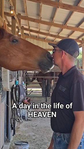 Perks Of Heaven #mrperformancehorses #personality | MR Performance Horses