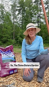 THREE SISTERS garden is the intercropping method of planting corn, beans, and squash together, commonly called The Three Sisters. It’s has been studied and described by scholars in anthropology, history, agriculture, and food studies for many years. While this practice is often cited in current sources as a way to improve small gardens for individual use, its historical value lay in larger-scale implementations designed to nurture and sustain entire communities. **Follow for Part 2 - I will go t