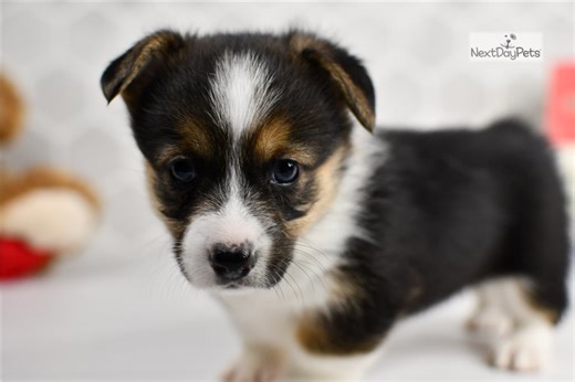 Anna - Pembroke Welsh Corgi Puppy 9E3E25