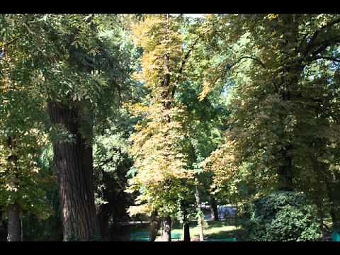 Saragossa Band - Wig Wam