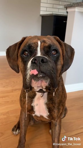 Zoey Ann on TikTok