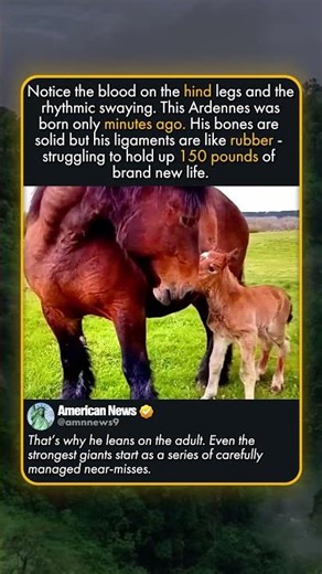 THE GIANT’S FIRST STEP
