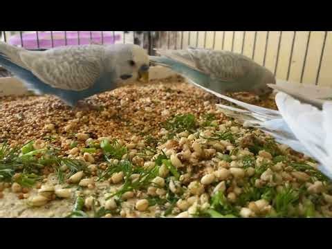 1 Hour 48 Minute Budgies Sounds, Budgies Feeding Time Relax ASMR HD 4K 60FPS
